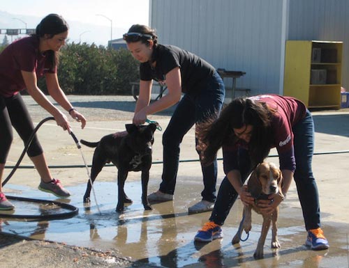 law students washing dogs at the animal shelter