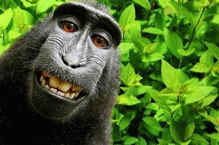 Naruto, the crested macaque